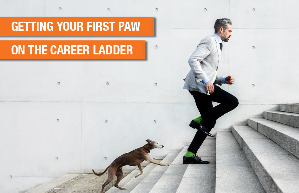 Getting your first paw on the career ladder: Your Top 3 questions answered